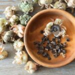 Cómo recolectar y conservar tus semillas de Malva real?