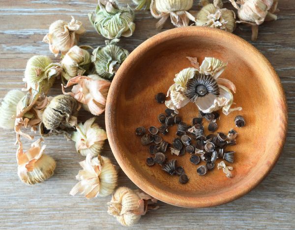 Cómo recolectar y conservar tus semillas de Malva real?