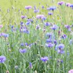 Estas siembras que aman el frío