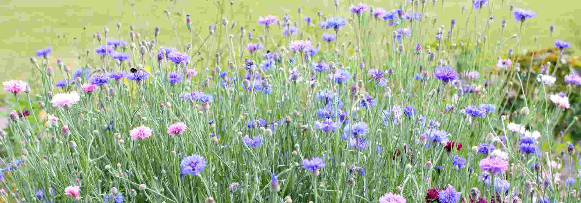 Estas siembras que aman el frío