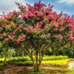 ¿Cómo podar el ÁRbol de Júpiter?