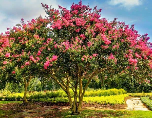 ¿Cómo podar el ÁRbol de Júpiter?