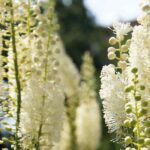 7 magníficas variedades de Cimicifuga por descubrir