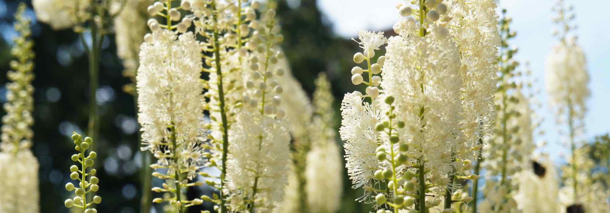 7 magníficas variedades de Cimicifuga por descubrir