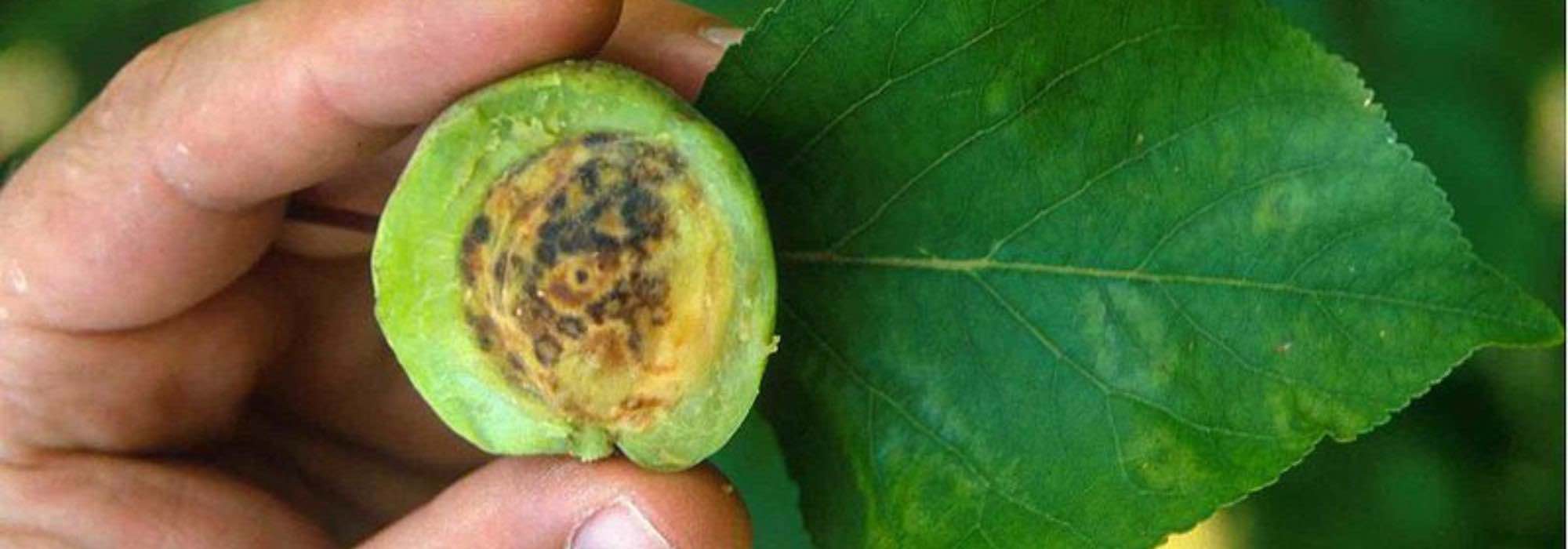 El virus « Plum pox » o sharka: una enfermedad devastadora en los árboles frutales de hueso