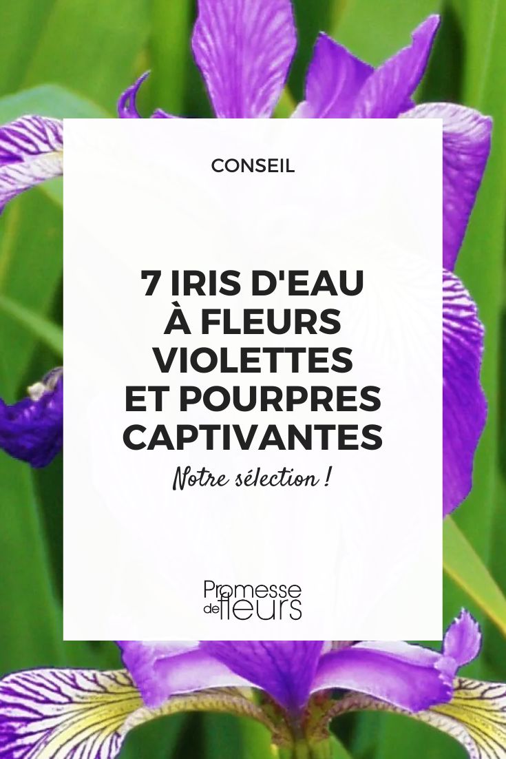 Iris versicolor 'Kermesina'  

(Traducción al español manteniendo el nombre botánico en latín, ya que es una denominación científica internacional. No requiere adaptación al español).