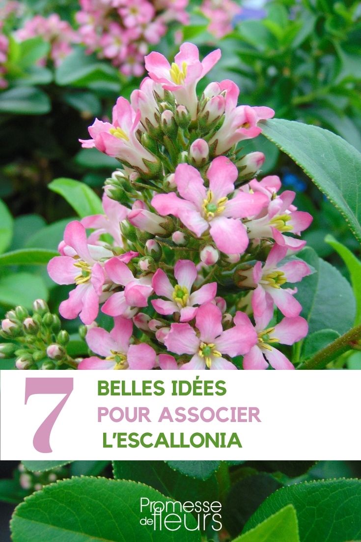 asociar el escallonia