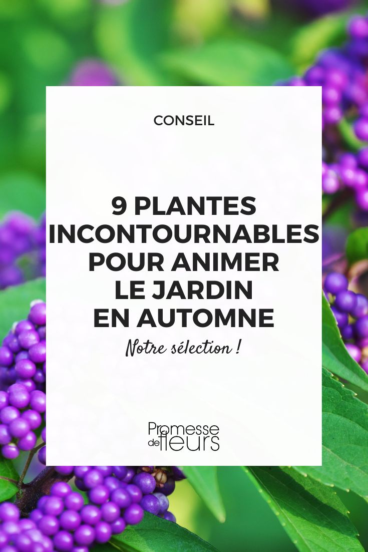 callicarpa (sin cambios, ya que es un nombre científico/botánico que no se traduce)