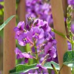 ¿Cómo asociar la Hardenbergia?