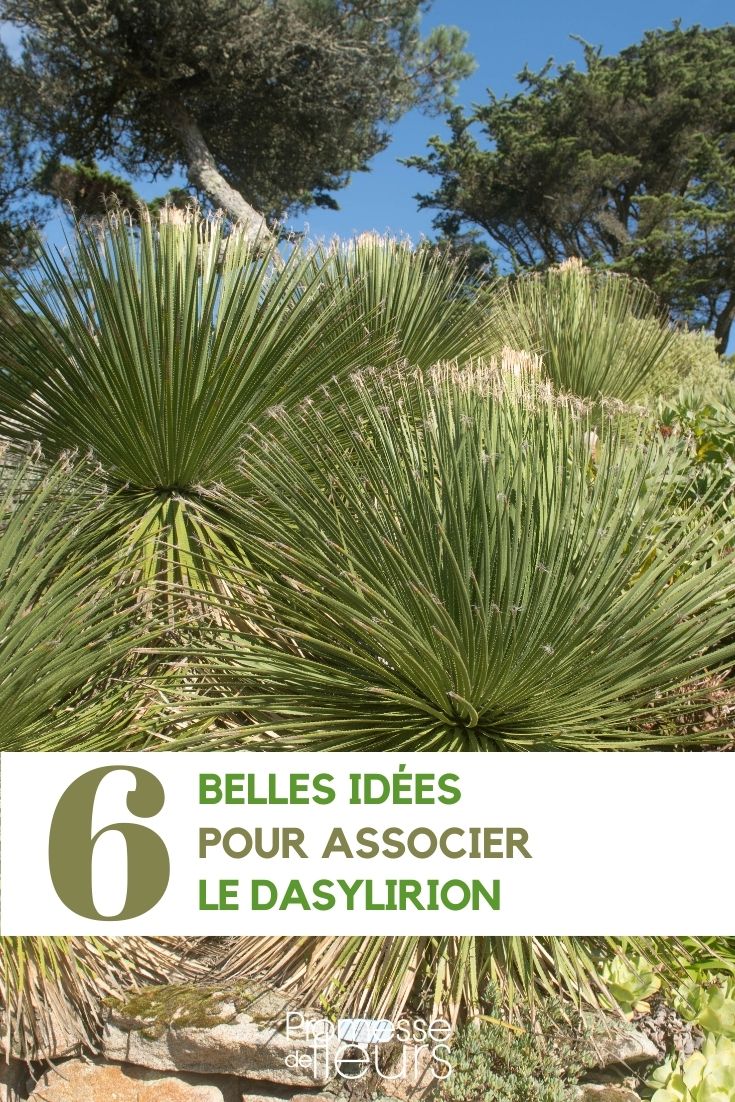 asociar el dasylirion