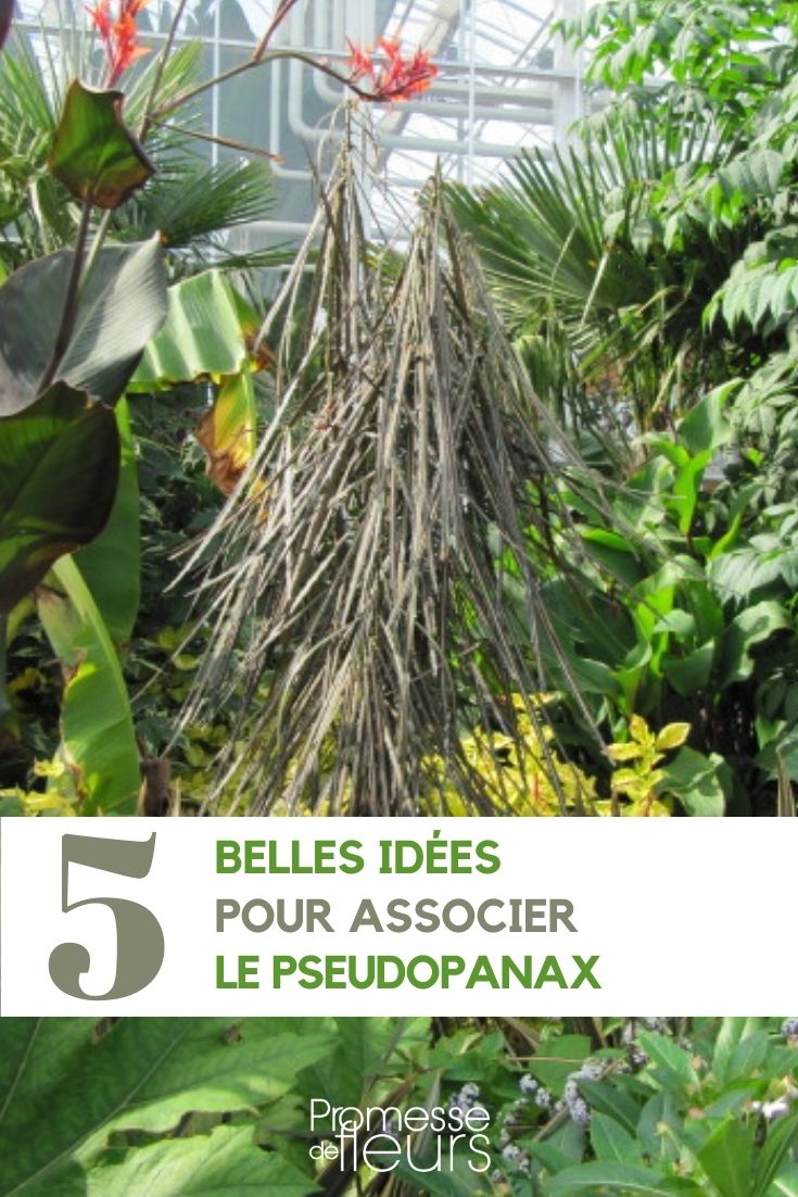 5 ideas de asociaciones para el Pseudopanax