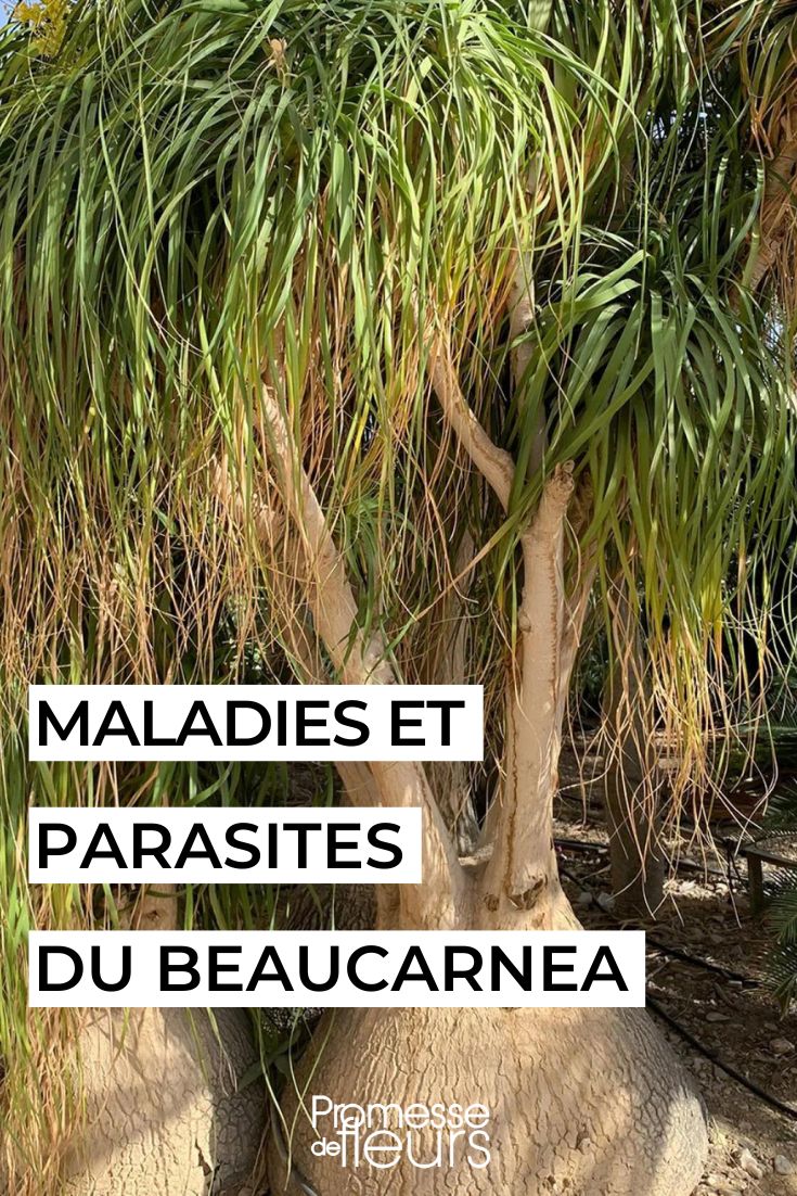 cuidar el pie de elefante