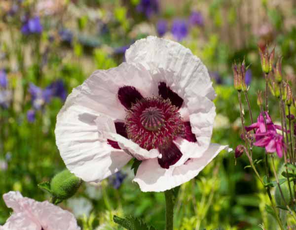 ¿Cómo hacer esquejes de amapola?