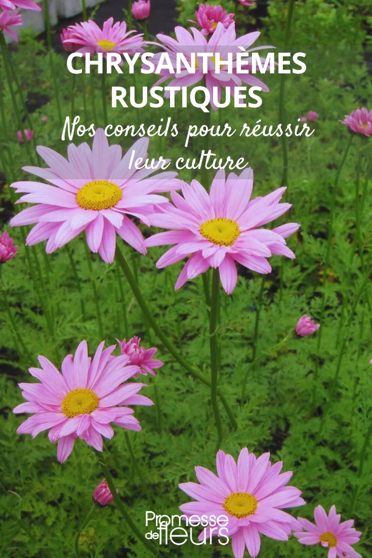 Crisantemo Clara Curtis