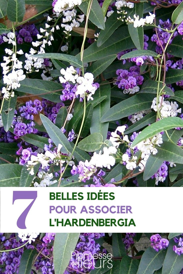 7 ideas para combinar el Hardenbergia