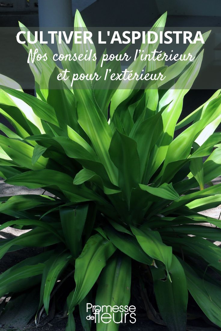 consejos de cultivo para la aspidistra