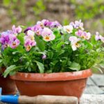 ¿Cómo dividir las plantas?