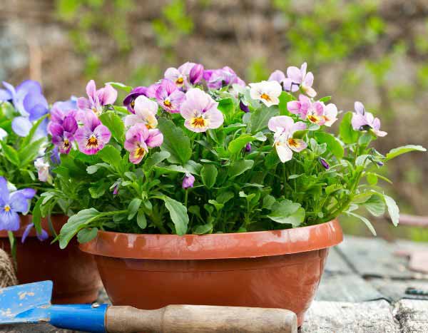 ¿Cómo dividir las plantas?