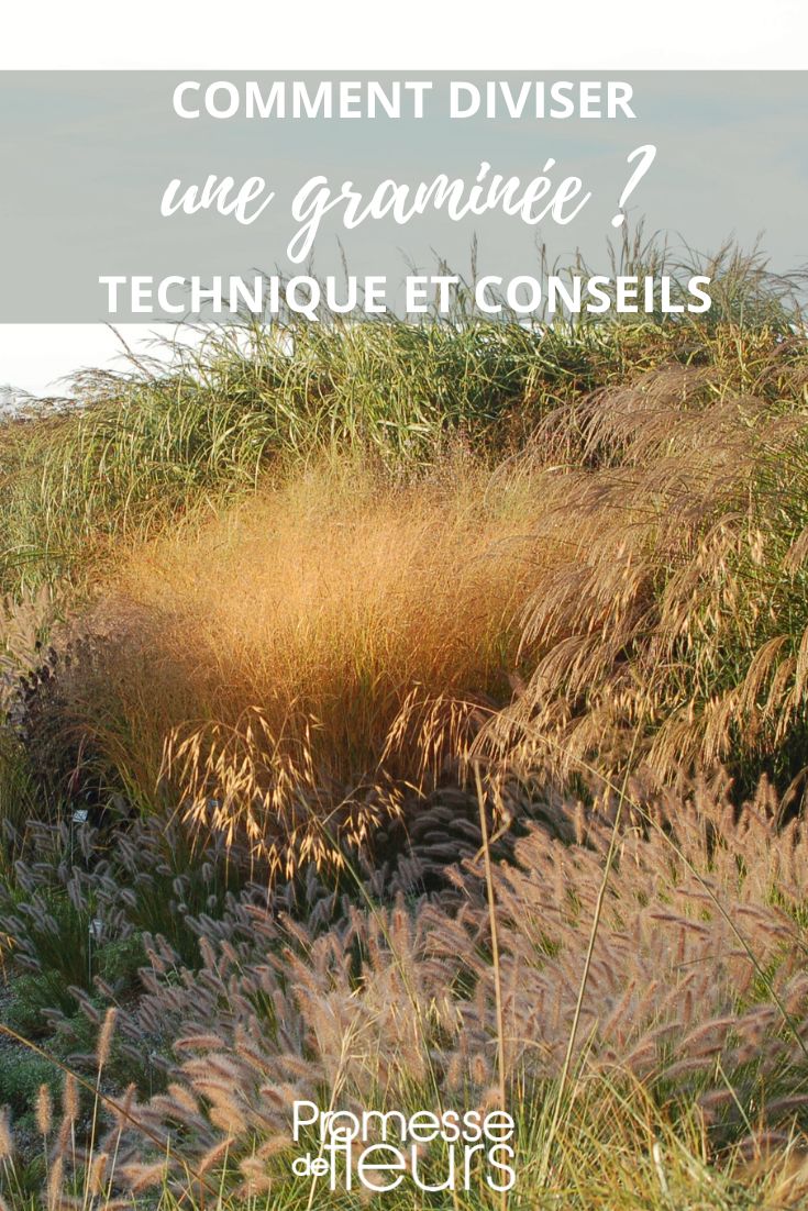 consejos para dividir las gramíneas