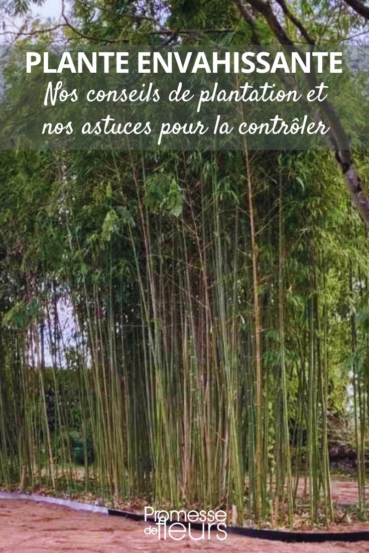 bambú y barrera anti-raíces