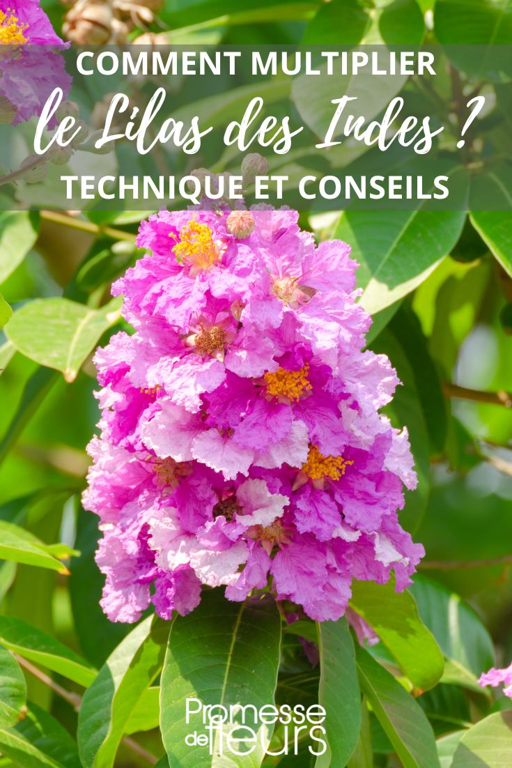 esquejes y siembra del lagerstroemia