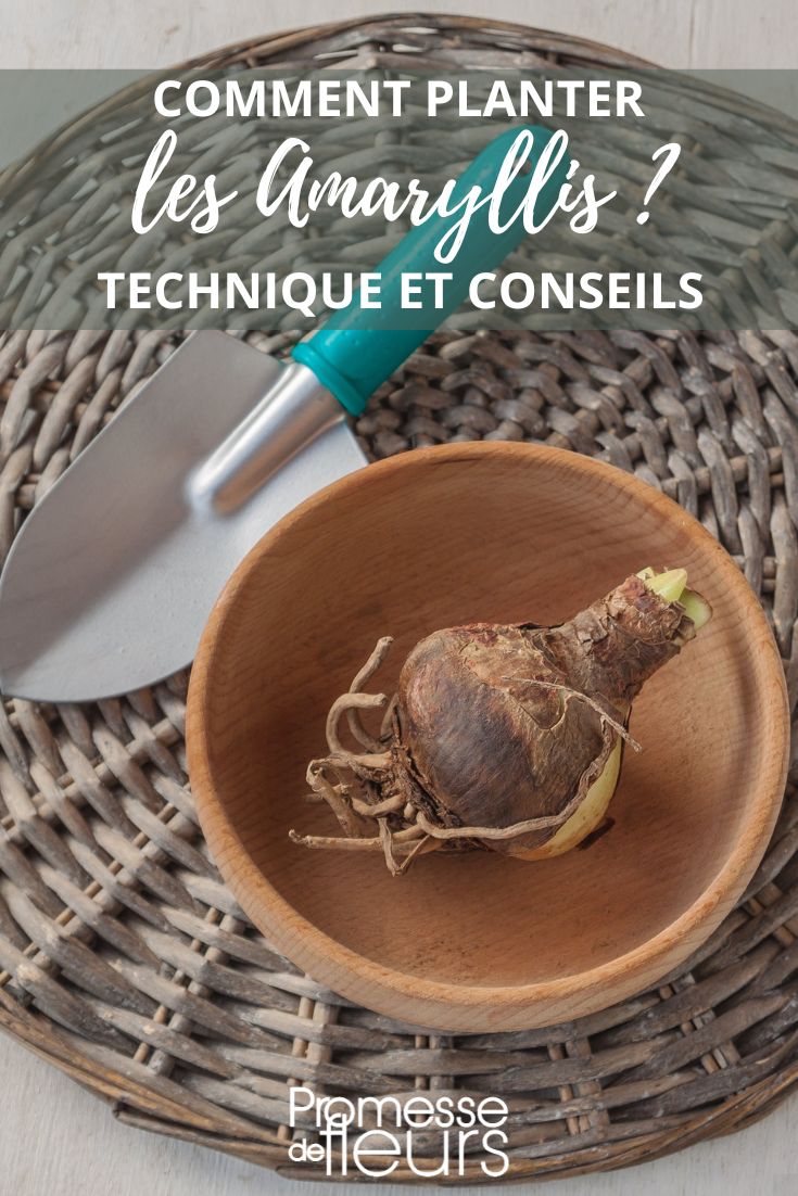 consejos para plantar los Amaryllis ?