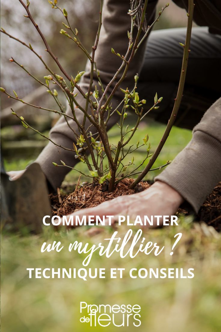 consejos de plantación para el arándano