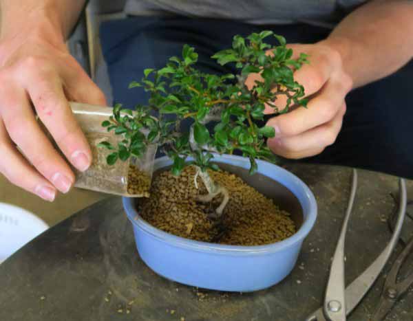 Cómo trasplantar un bonsái: guía completa
