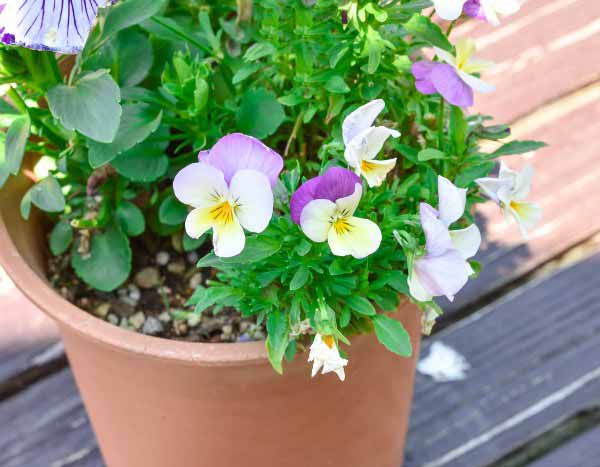 ¿Cómo sembrar las pensamientos?