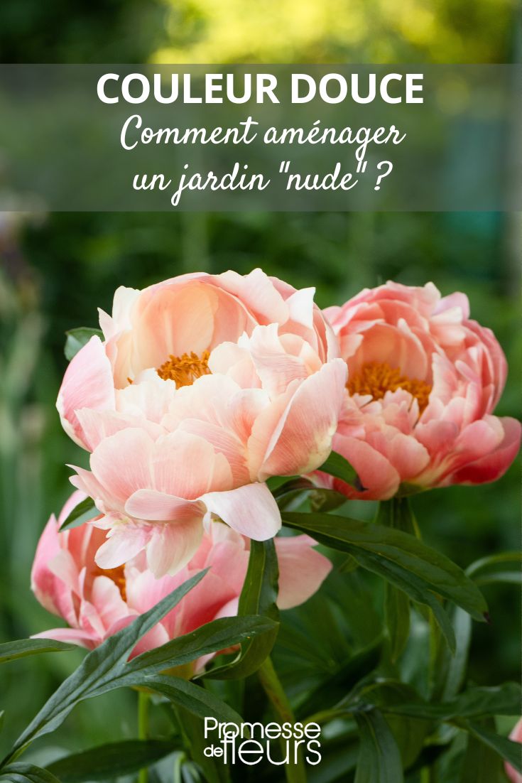 peonía Peony Coral Charm naranja rosa