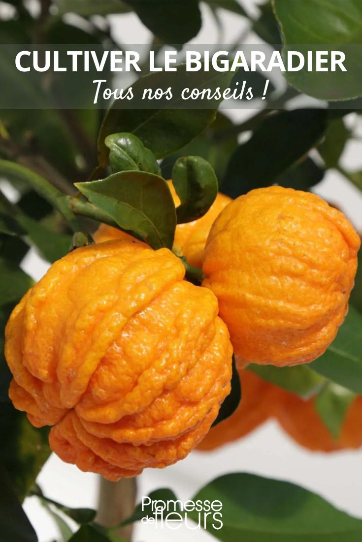 nuestros consejos para el Citrus aurantium