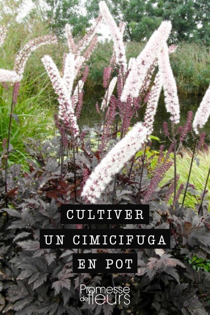 consejos de cultivo para Cimicifuga