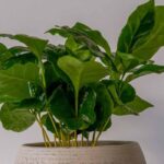 Cultivar un Cafeto en maceta