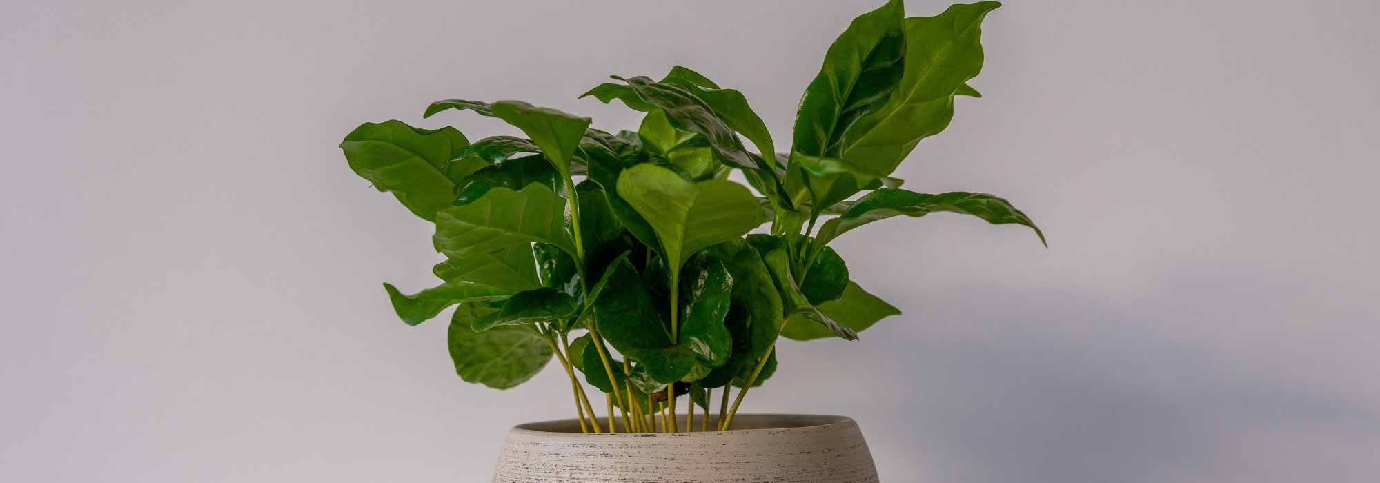 Cultivar un Cafeto en maceta