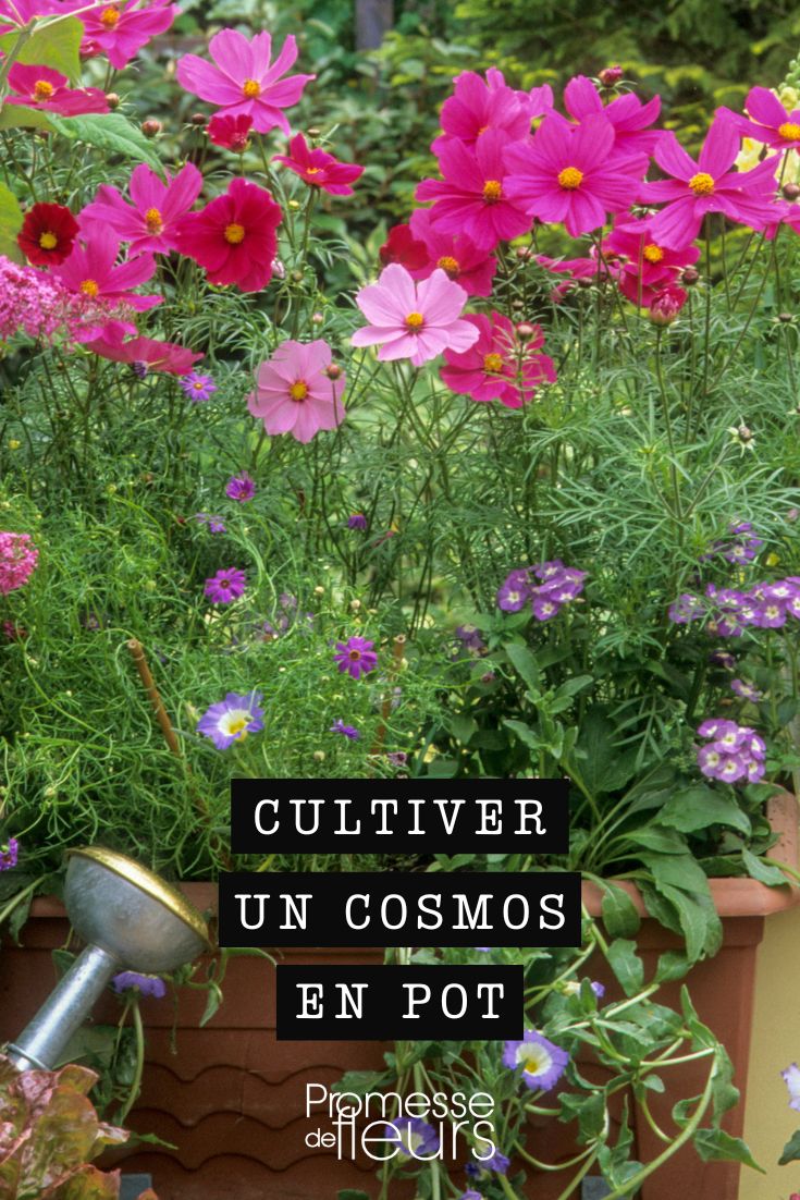 flores rosas de cosmos