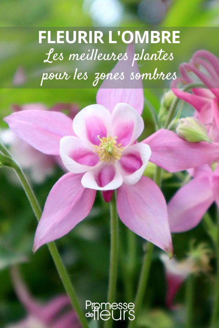 Aquilegia 'Música Rosa Blanco'