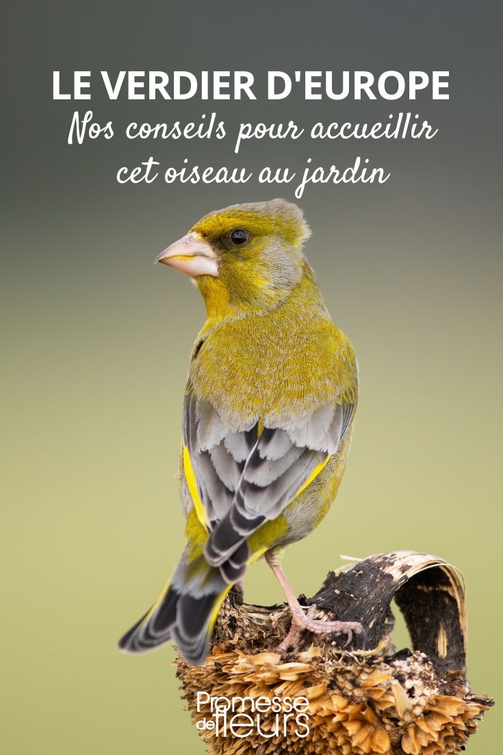 El Verderón europeo