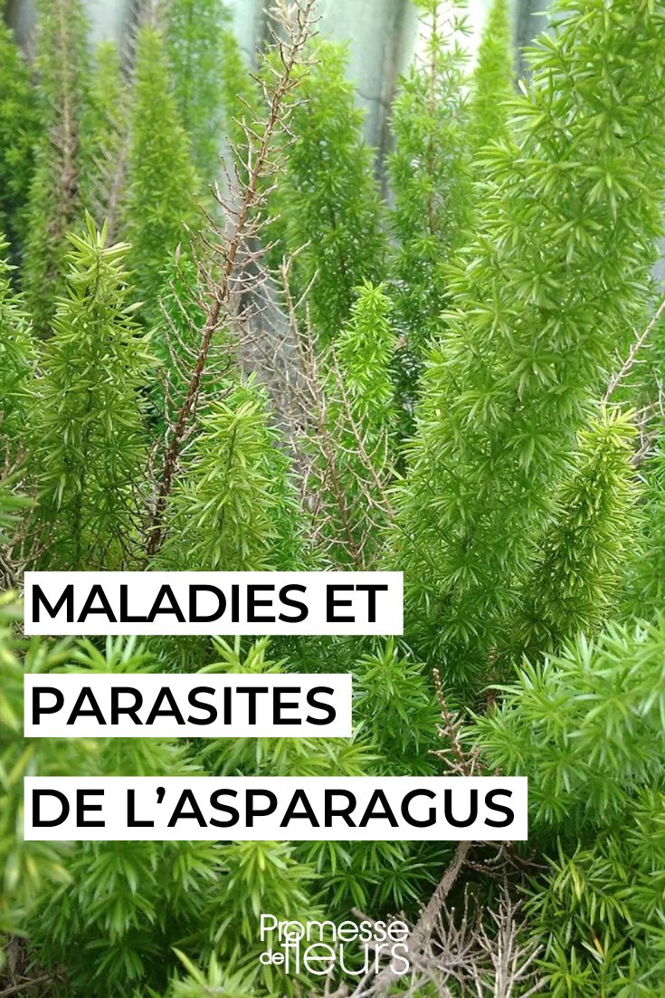 cuidar el espárrago