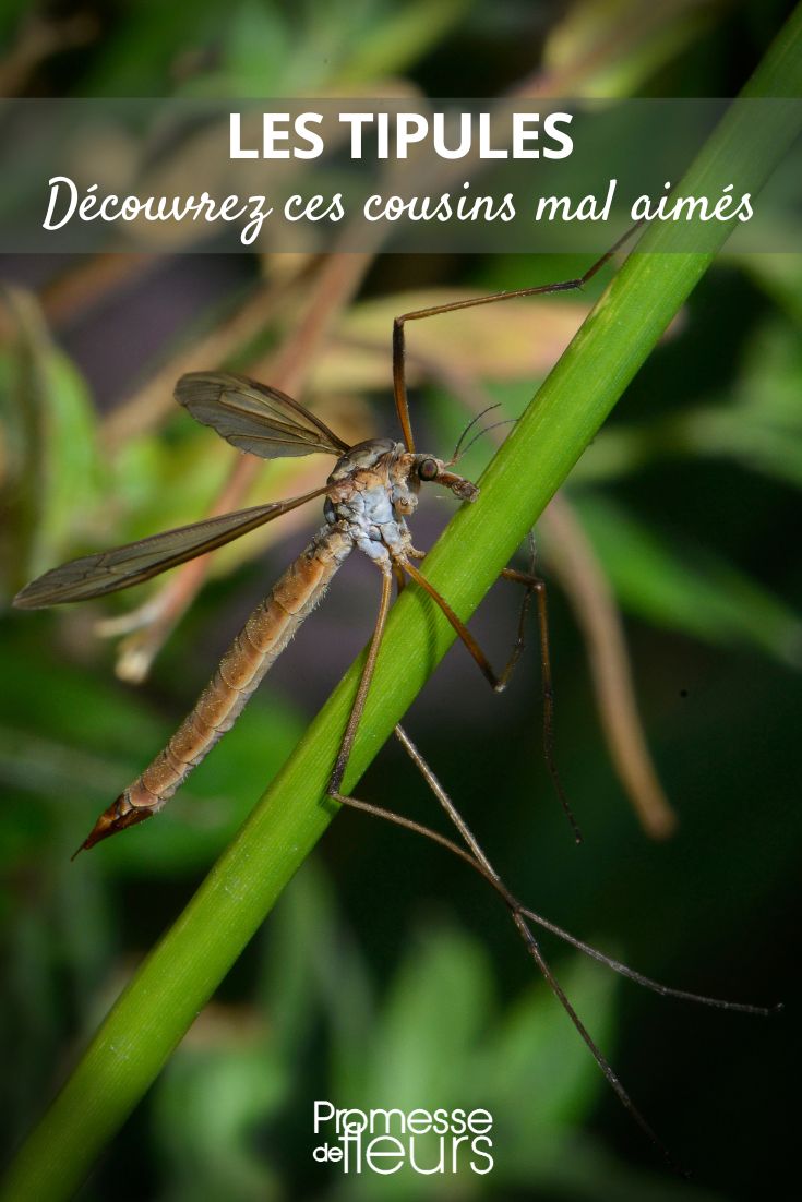 todo sobre los primos