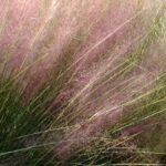 Muhlenbergia: plantar, cultivar y cuidar