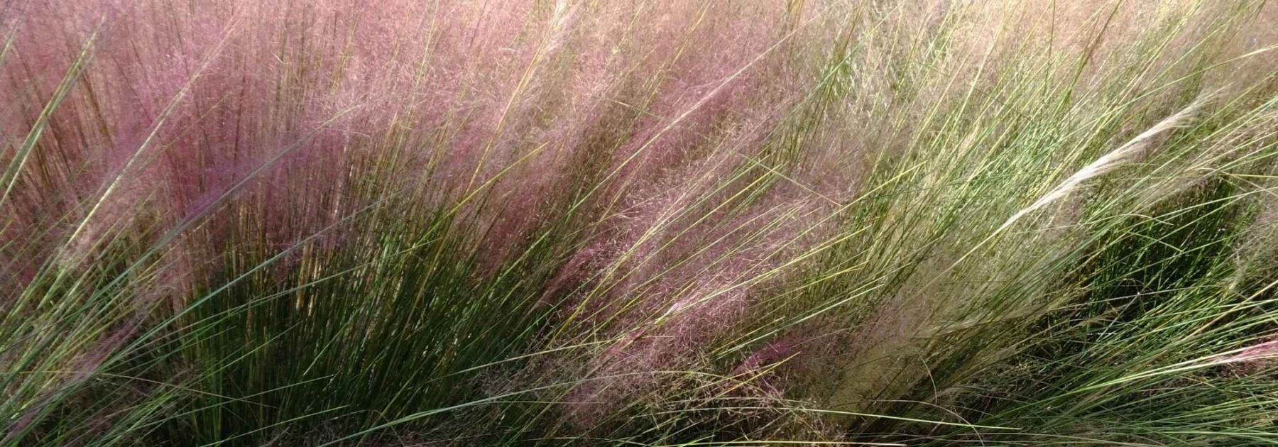 Muhlenbergia: plantar, cultivar y cuidar