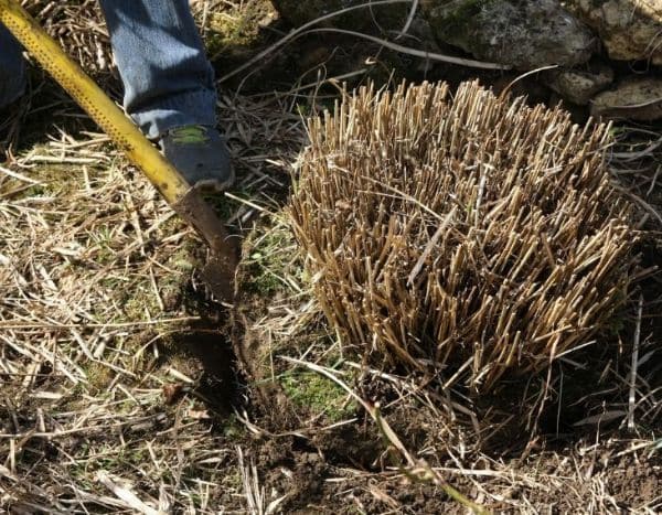 ¿Cómo dividir una gramínea?