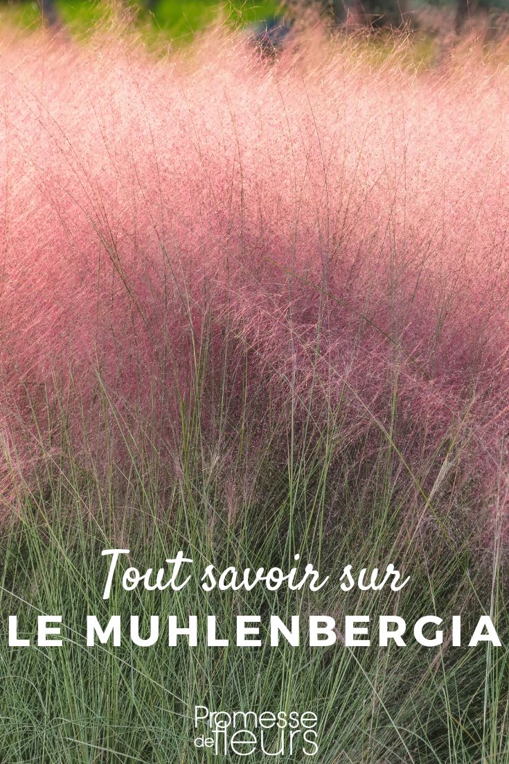 Muhlenbergia: plantar, cultivar y cuidar Muhlenbergia