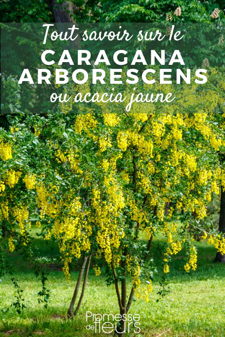Caragana arborescens: plantación, cultivo y cuidados