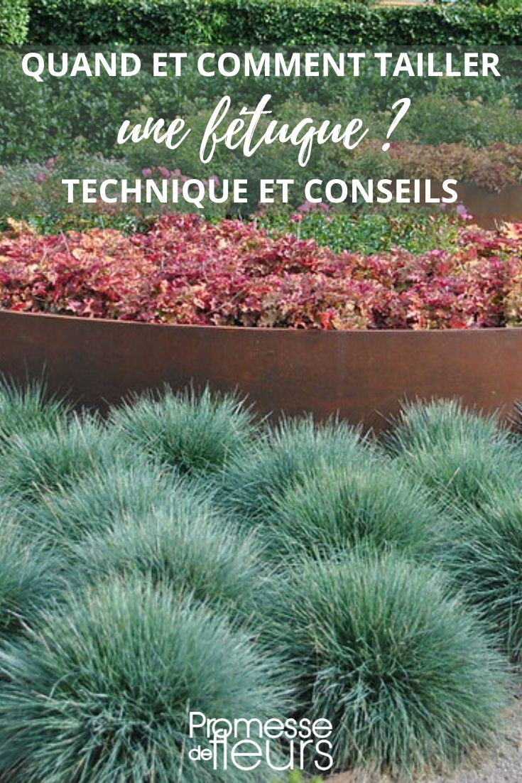 Fétuque en coussins - FLICKR - Jean Jones.jpg