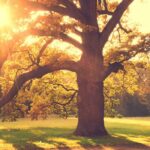 ¿Qué hacer con los árboles viejos del jardín?