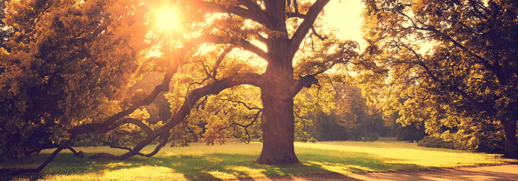 ¿Qué hacer con los árboles viejos del jardín?