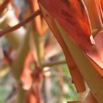 Los mejores arbustos de madera decorativa para alegrar el invierno