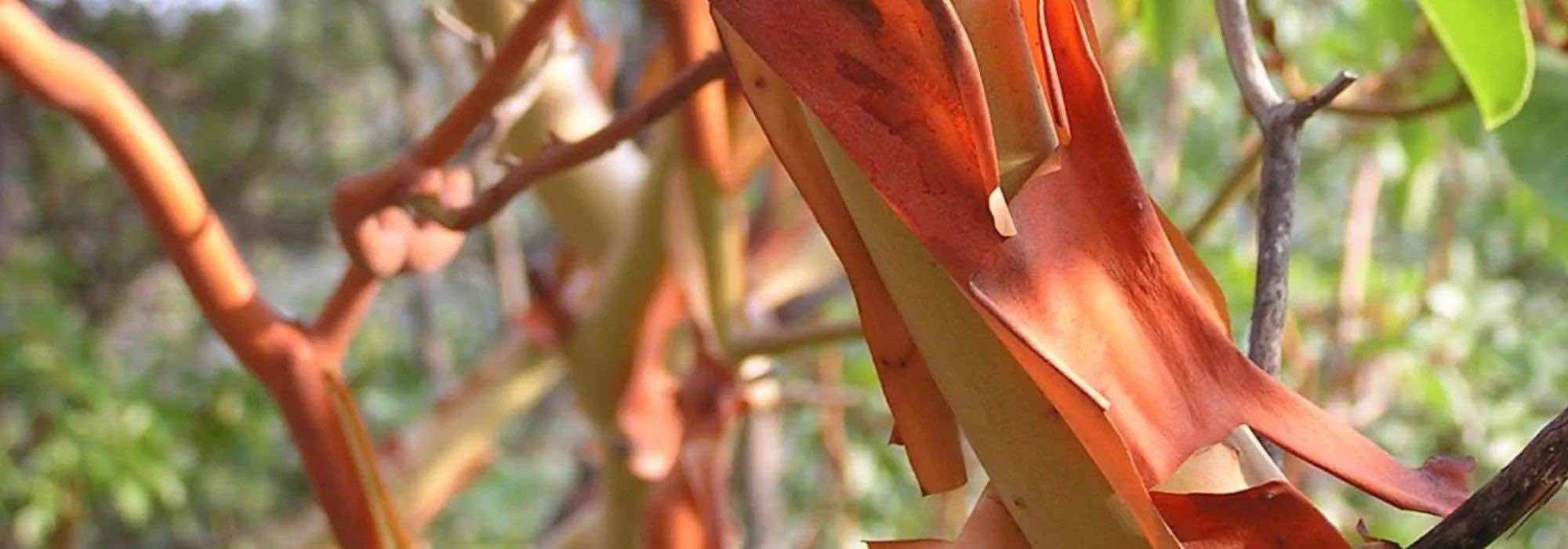Los mejores arbustos de madera decorativa para alegrar el invierno