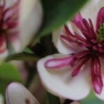 Florecer en la sombra: nuestra selección de arbustos para aportar color